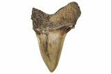 Serrated Angustidens Tooth - Megalodon Ancestor #350776-1
